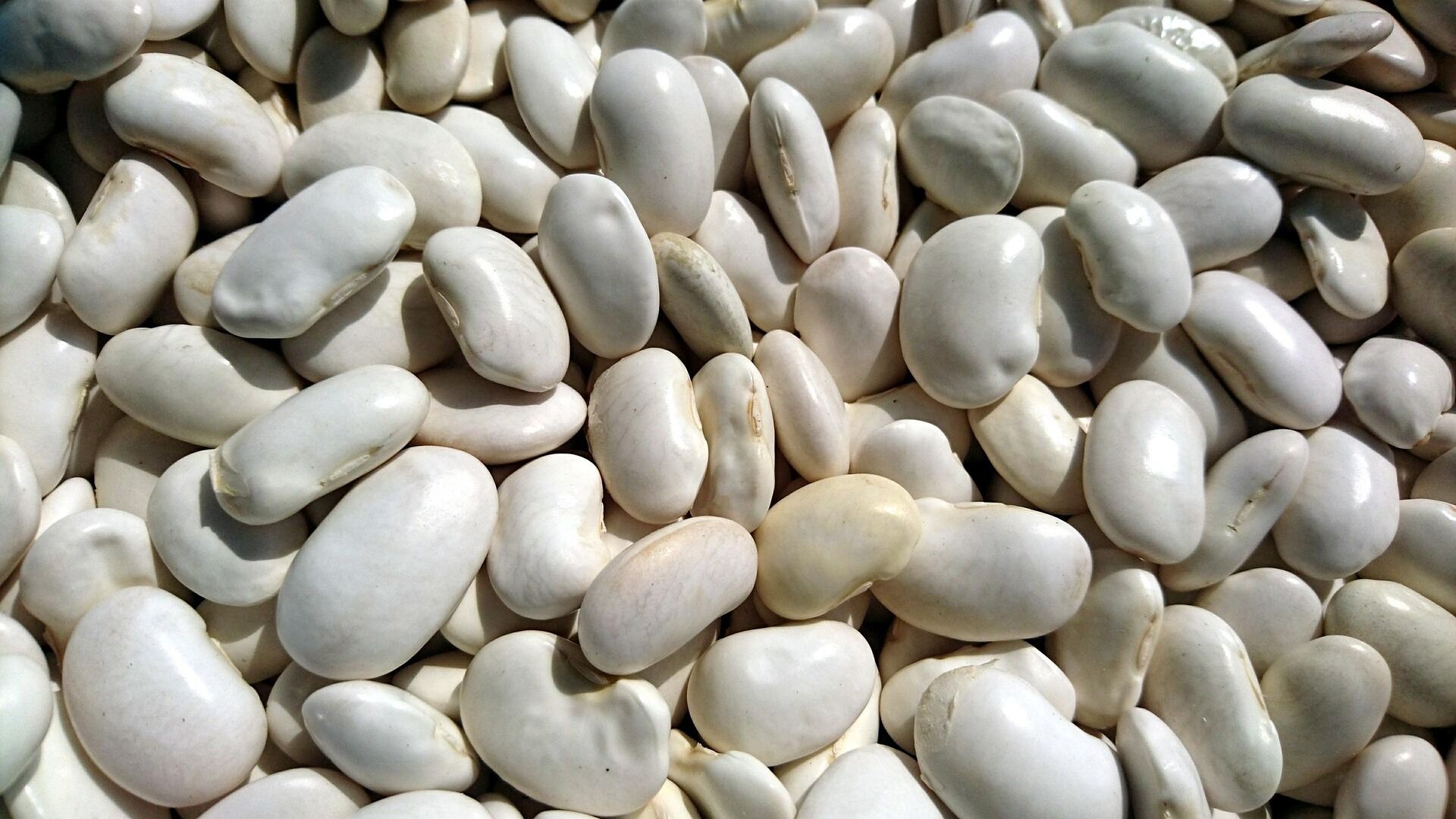 Kuru Fasulye